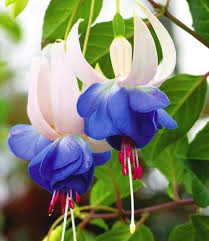 Deep Blue Fuchsia Flower Seeds for Planting – Heirloom NonGMO Organic Garden Seeds – Garden Favorite High Germination
Sale for planting in home garden