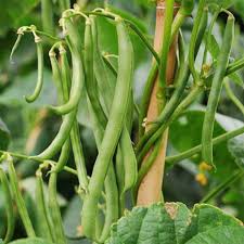 Green Lake Bean Planting Seeds