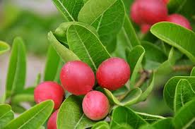 Planting Carissa Lime Berry Seeds Unique Flavor for Your Garden