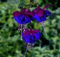 Deep Blue Fuchsia Flower Seeds for Planting – Heirloom NonGMO Organic Garden Seeds – Garden Favorite High Germination
Sale