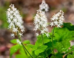 White Tiarella Trifoliata Flower seeds for Planting - Colorful Display, Heirloom & GMO Free Seeds for Home Garden
Sale seeds for planting in home garden