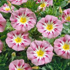 Pink Yellow Leucanthemum Flower seeds blooming in flower beds, containers, borders, and pollinator-friendly gardens