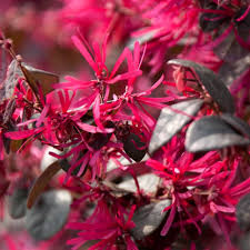 Red Loropetalum Flower seeds for Planting - Vibrant Colors, Heirloom & GMO Free Seeds for Home Garden
Sale seeds for home garden