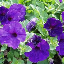 Blue Petunia Wave Flower seeds for Planting - Perfect for Borders, Heirloom & GMO Free Seeds for Home Garden
Sale seeds for home garden