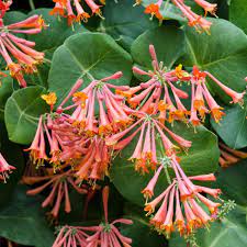 Lonicera Sempervirens Flower seeds blooming in flower beds, containers, borders, and pollinator-friendly gardens