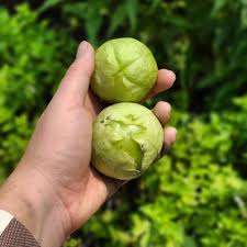 Tomatillo Fruit Seeds for Planting