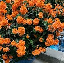 Orange Kalanchoe Seeds Grow Bright Succulent Blooms for Your Garden