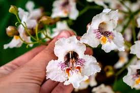 White Catalpa Tree Seeds for Planting Seed Collection