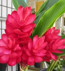 Red Curcuma Aeruginosa Flower seeds for Planting - Hardy Variety, Heirloom & GMO Free Seeds for Home Garden