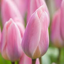 Baby Pink Tulip Flower seeds for Planting - Hardy Variety, Heirloom & GMO Free Seeds for Home Garden
