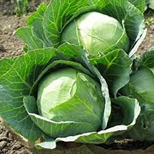 Green Brassica Vegetable Seeds for Planting