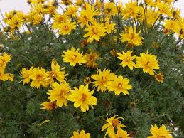 Yellow Bidens Sunshine Flower seeds for Planting - Vibrant Colors, Heirloom & GMO Free Seeds for Home Garden