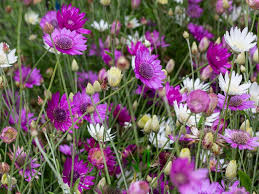 Xeranthemum Annum Flower Seeds for Easy Planting