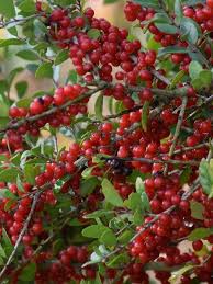 Red Ilex Vomitoria Yaupon Holly Tree Seeds for Planting Perennial Garden Essential