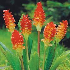 Curcuma Orange Flower Planting Seeds Vibrant Garden Color