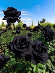 Rose Flower Black Seeds for Planting Seed for Stunning Dark Blooms