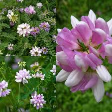 Purple Coronilla Flower seeds for Planting - Cottage Garden Essential, Heirloom & GMO Free Seeds for Home Garden