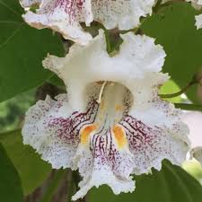 White Catalpa Tree Seeds for Planting Seed Collection