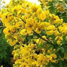 Yellow Senna Flower seeds for Planting - Sun Loving, Heirloom & GMO Free Seeds for Home Garden