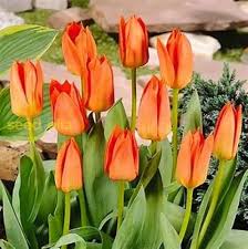 Deep Orange Tulip Flower Seeds for Planting – Heirloom NonGMO Organic Garden Seeds – Bright Blooms High Germination
Sale