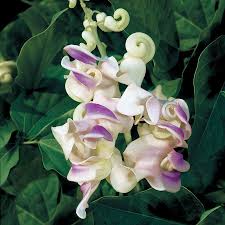 Corkscrew Vine Planting Seeds for Stunning Climbing Blooms