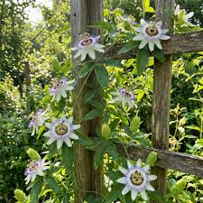White Passiflora Biflora Flower Seeds for Planting Seed for Elegant White Blooms in Gardens
