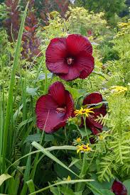 Burgundy Hibiscus Flower Seeds for Planting – Heirloom NonGMO Organic Garden Seeds – Premium Blooms High Germination
Sale