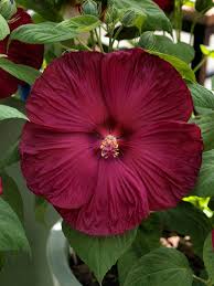 Burgundy Hibiscus Flower Seeds for Planting – Heirloom NonGMO Organic Garden Seeds – Premium Blooms High Germination
Sale for planting in home garden