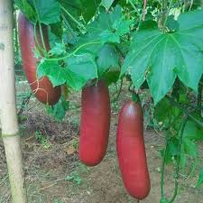 Sicana Odorifera Seeds for Planting Grow This Unique Vegetable