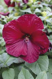 Burgundy Hibiscus Flower Seeds for Planting – Heirloom NonGMO Organic Garden Seeds – Premium Blooms High Germination
Sale