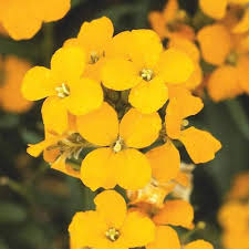 Yellow Wallflower Flower seeds for Planting - Premium Quality, Heirloom & GMO Free Seeds for Home Garden
Sale for planting in home garden.