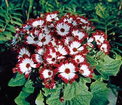 Burgundy Cineraria Flower Seeds for Planting – Heirloom NonGMO High Germination Organic Garden Seeds for ShadeLoving Blooms
Sale