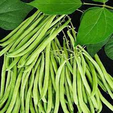 Mogettes Bean Seeds for Planting