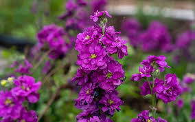 Violet Matthiola Flower seeds for Planting - Sun Loving, Heirloom & GMO Free Seeds for Home Garden