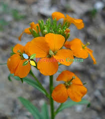 Orange Siberian Wallflower Seeds for Planting - Vibrant Blooms