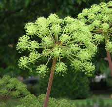 Angelica Seeds for Garden Planting