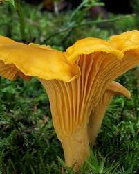 Yellow Chanterelle Mushroom Seeds for Planting