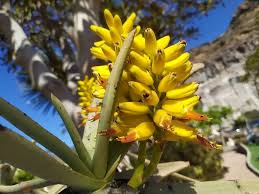 Yellow Aloe Dichotoma Flower seeds for Planting - Perfect for Borders, Heirloom & GMO Free Seeds for Home Garden
