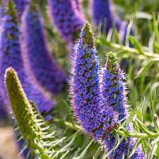 Purple Madeira Flower Seeds for Planting - Vibrant Blooms