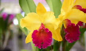 Yellow Cattleya Hybrida Flower seeds for Planting - Shade Tolerant, Heirloom & GMO Free Seeds for Home Garden