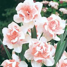 Baby Pink White Daffodil Flower Seeds for Planting – Heirloom NonGMO Organic Garden Seeds – Shade Tolerant High Germination
Sale
