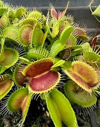 Venus Fly Trap Flower Seeds - Parrot Green: Unique Carnivorous Planting Seeds for Enthusiasts and Gardeners