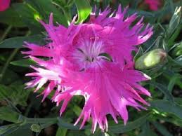 Pink Dianthus Superbus Planting Seeds Perfect for Gardens