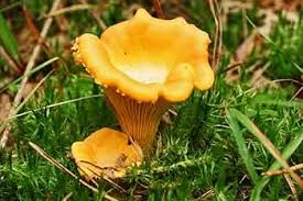 Yellow Chanterelle Mushroom Seeds for Planting
