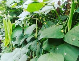 White Tepary Bean Seeds for Planting