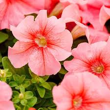 Peach Petunia Flower Seeds for Planting – Heirloom NonGMO Organic Garden Seeds – Easy to Grow High Germination Blooms Sale