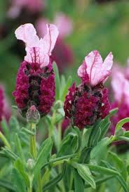 Red Lavender Planting Seeds for Beautiful Blooms