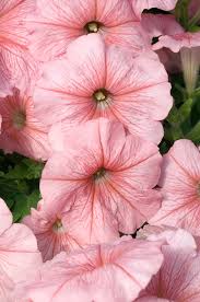 Peach Petunia Flower Seeds for Planting – Heirloom NonGMO Organic Garden Seeds – Easy to Grow High Germination Blooms
Sale for planting in home garden