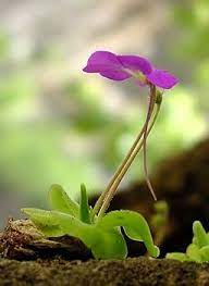 Mexican Butterwort Carnivorous Flower seeds for Planting - Hardy Variety, Heirloom & GMO Free Seeds for Home Garden
Sale seeds for home garden