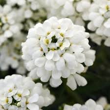 Iberis Sempervirens Flower seeds blooming in flower beds, containers, borders, and pollinator-friendly gardens